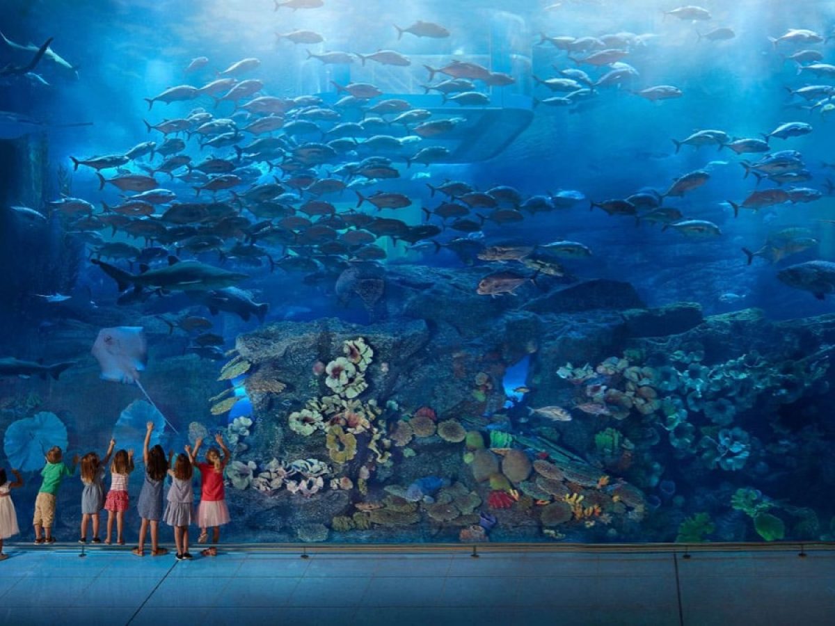 Dubai Mall Aquarium  underwater zoo