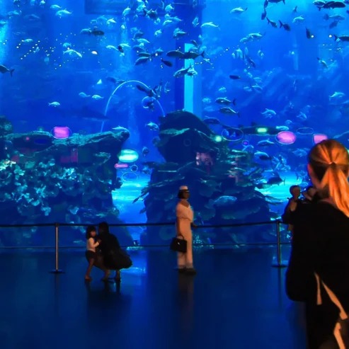 Dubai Aquarium  Underwater Zoo