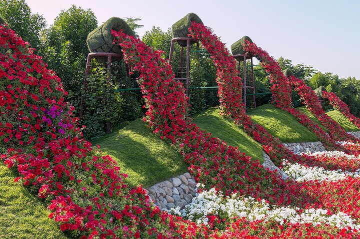 Dubai Miracle Garden Ticket with Transfer