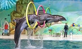 Dubai Dolphin Show Tickets