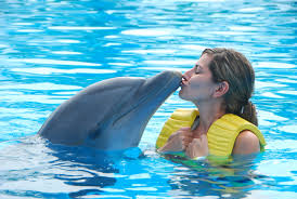 Dubai Dolphin Show Tickets