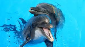 Dubai Dolphin Show Tickets