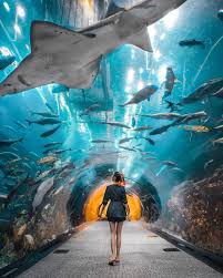 Dubai Aquarium and Underwater Zoo 