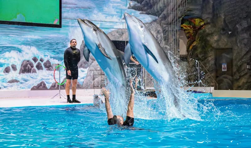  Dolphin Show Tickets