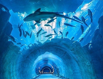 Dubai Aquarium and Underwater Zoo At Dubai Mall