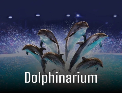 Dolphinarium