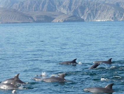 Khasab Musandam Cruise Lunch Day Trip From Dubai