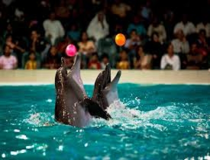 Dubai Dolphin Show Tickets