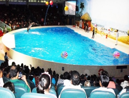 Dubai Dolphin Show Tickets