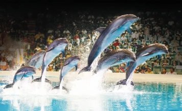  Dolphin Show Tickets