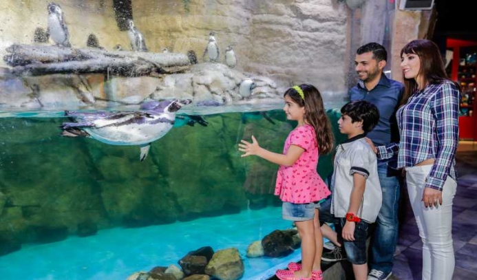 Dubai Mall Aquarium  Penguin cove